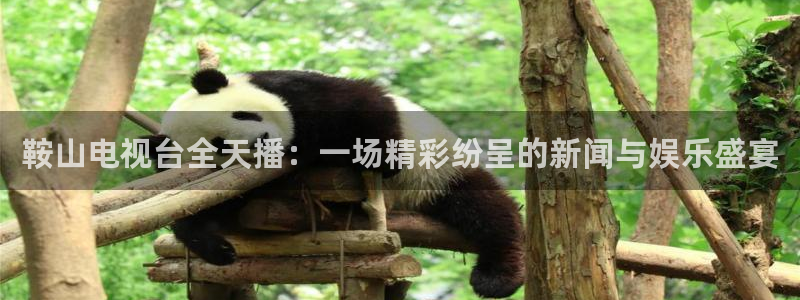 下载熊猫直播app：鞍山电视台全天播：一场精彩纷呈的新闻与娱乐盛宴